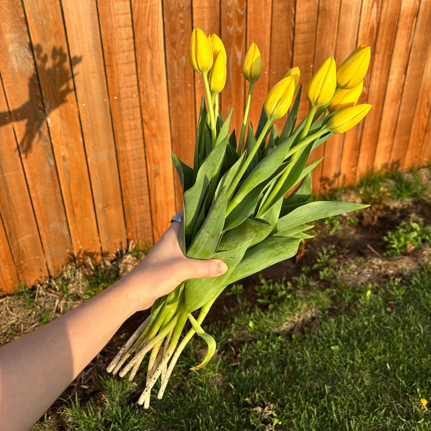 Hand holding a bouquet of yellow tulips against a wooden fence. Tulips grown locally in Ankeny, Iowa flower farm.