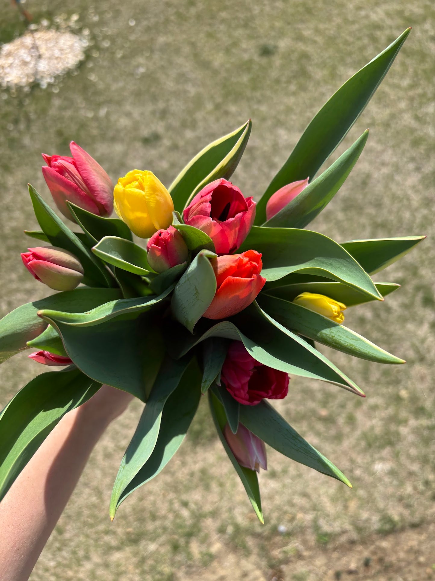 Spring Flower Bouquet Subscription (4 bouquets | April - May)