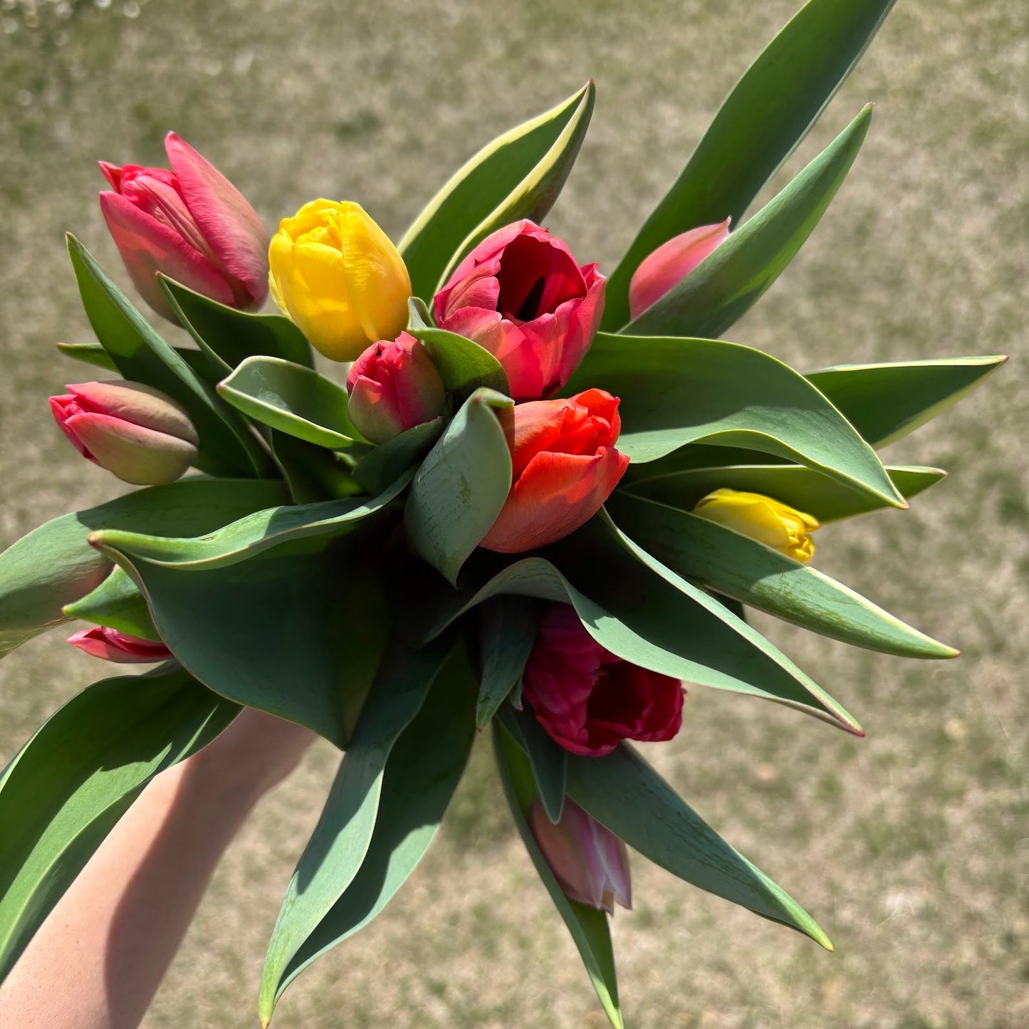 colorful tulip bouquet held in someone's hand with grassy background. Grown and sold in central Iowa. Cut bouquet ready for delivery in Des Moines, Iowa.
