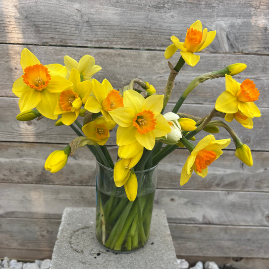 Vase of yellow daffodils on a stone block with a wooden fence background. Daffodils grown and picked at Ankeny Iowa flower farm.