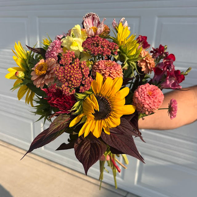 Medium sized bouquet filled with sunflowers, zinnias, snapdragons, celosia, and cosmos in yellows, burgundy, and salmon. A bouquet of locally grown flowers for a fall subscription subscriber at Rosie Days Flower Farm in Ankeny, IA.