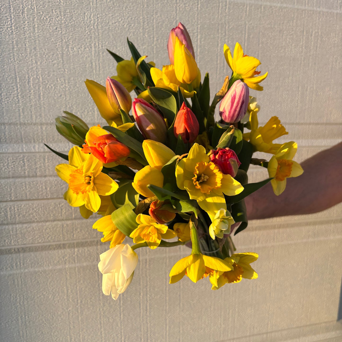 Bouquet of yellow and red flowers held against a textured wall. Flowers included in bouquet are tulip and daffodils from Rosie Days Flower Farm in Ankeny Iowa. 