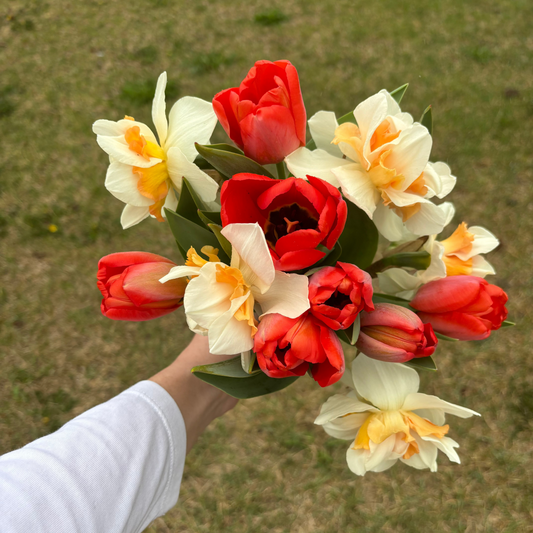 A person holding a large bouquet of fresh spring flowers, including red tulips and yellow daffodils, cut and ready for local pickup or delivery in central Iowa.