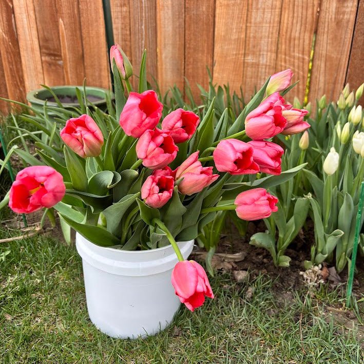 Fresh Tulip Bouquet - Rosie Days Flower Farm